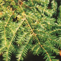 Eastern Hemlock - Essential Oil Aliksir Shop by category - Massage Boutik Products