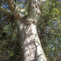 Huile Essentielle - Eucalyptus citronné Aliksir Ambiance