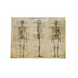 Anatomical Chart - The Skeletal System  Shop by category - Massage Boutik Products