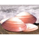 Massage Shells